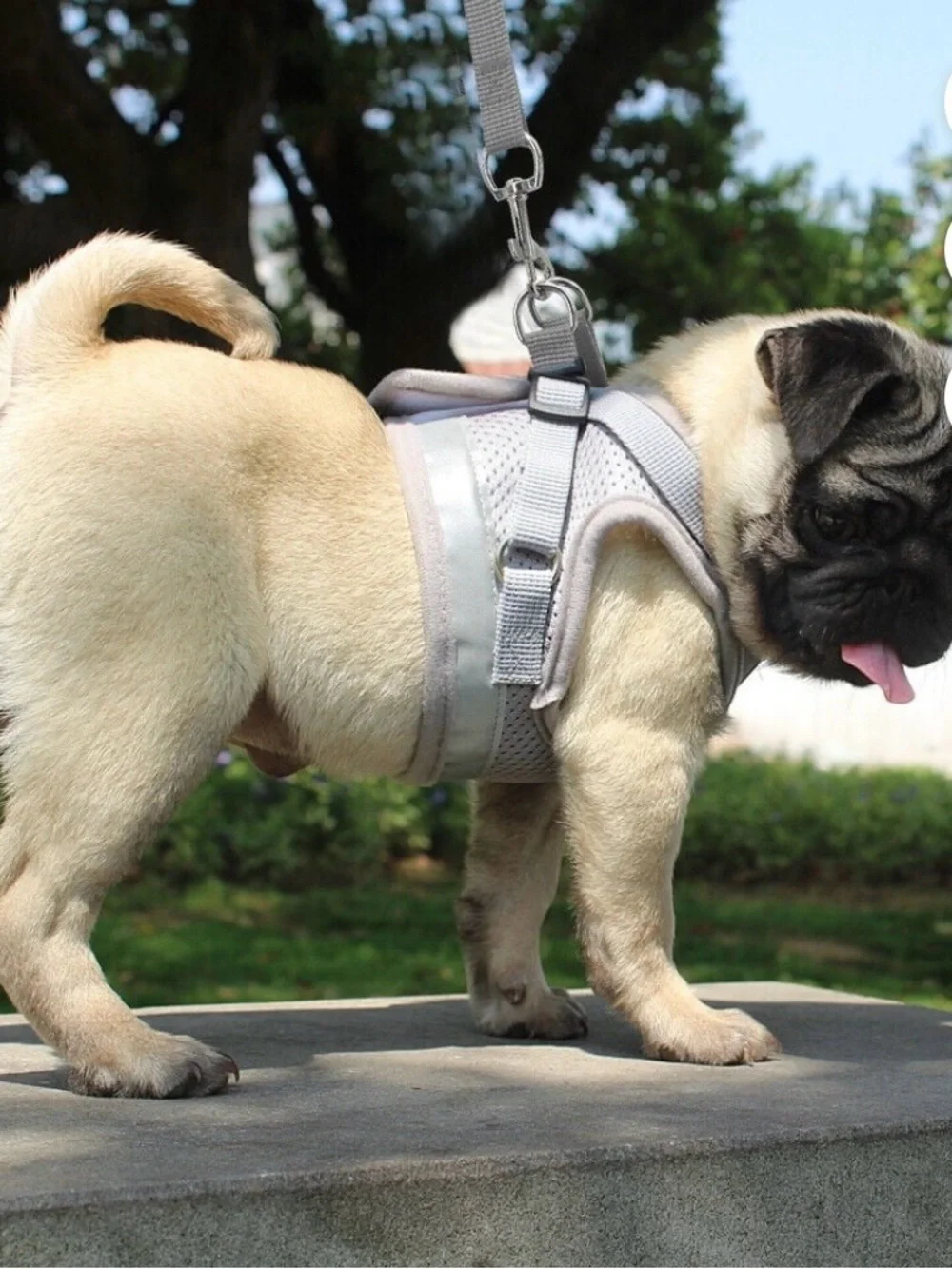 Sz XS PET ARTIST Escape Proof Harness for Dogs/Cats Gray Adjustable Straps Leash